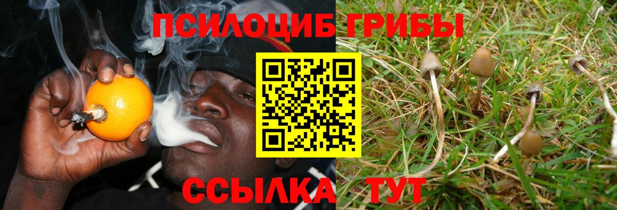Ирбит  Галлюциногенные грибы Psilocybine cubensis  Вход с VPN 